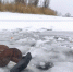 Ледовая переправа Зеленодольск-Нижние Вязовые продолжает работать в штатном режиме - Новости Зеленодольска